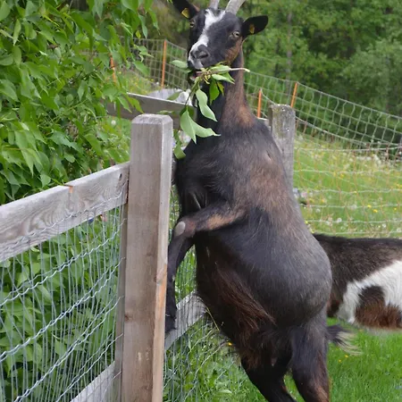 Bio Bauernhof Leitenmueller Apartman