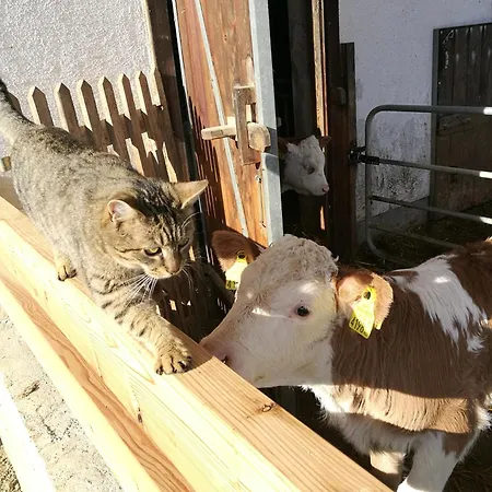 Bio Bauernhof Leitenmueller Apartman