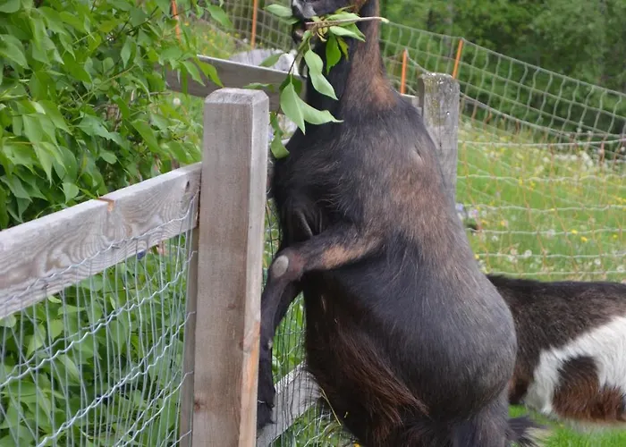 Bio Bauernhof Leitenmueller Apartment