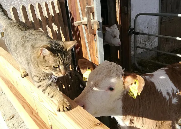 Bio Bauernhof Leitenmueller Apartment