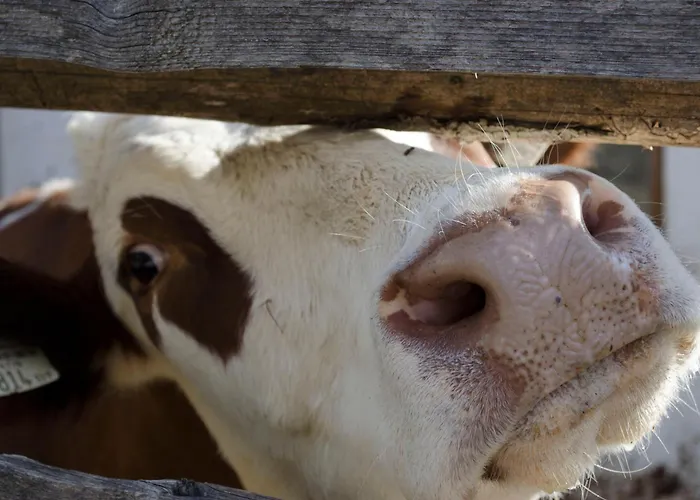Apartment Bio Bauernhof Leitenmueller *